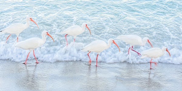 Encompass Florida storks white in ocean water on beach