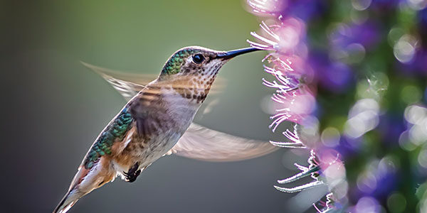 Zoomed in shot of hummingbird flying while getting nectar from purple flowers.