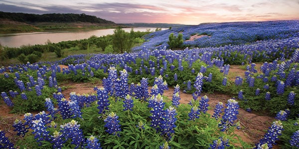 Texas-Flowers-Header-Image