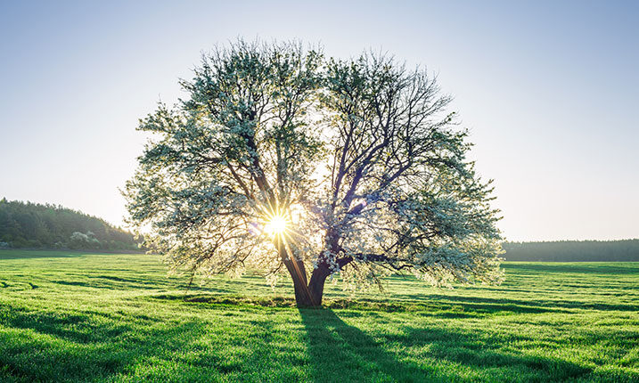 Sun shines through tree in green field